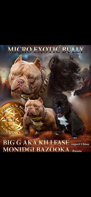 Продажа собак: Американский булли, 2 месяца, Самец — 10