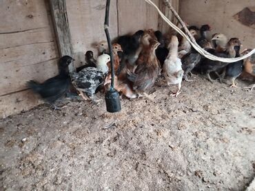 ataks toyuqlari haqqinda melumat: Toyuq, Damazlıq