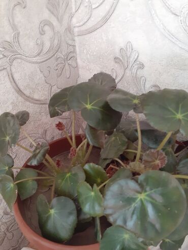 Замиокулькас (Долларовое дерево): Продаю комнатные цветы срочно только оптом цена договорная — 7