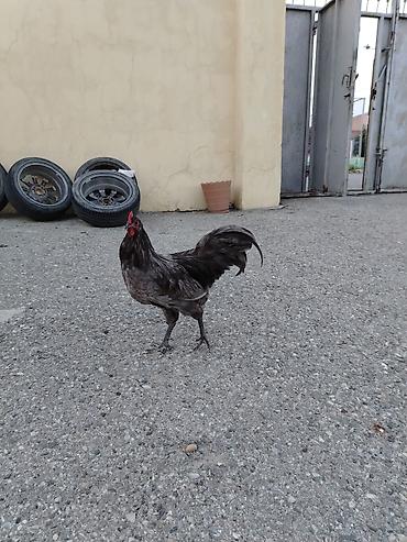 lal ordək balaları: Boz rəngli Avstrolop xoruzu satilir. Cavan və aktiv heyvandir.6 — 4