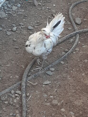 Digər quşlar: Ağ-bozçil fizan xoruz aktiv sağlam 6 aylıqdı
