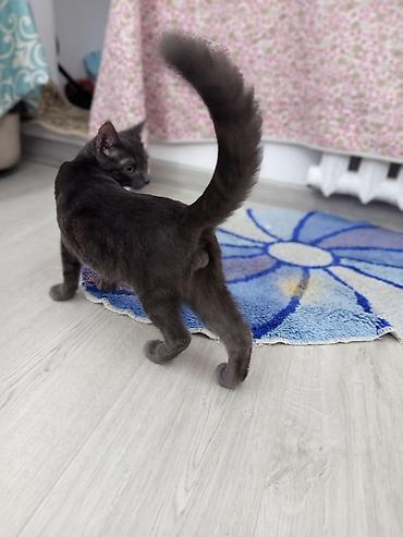 котято: Мальчик — 1