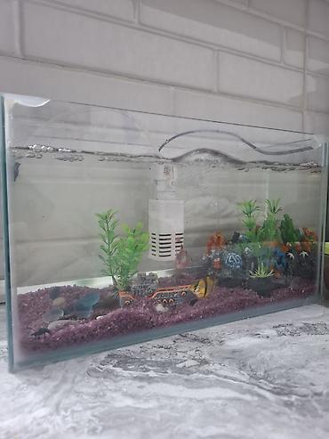 akvarim: Şüşə akvarium dekorasiya ilə birlikdə təqdim olunur. Akvariumun içində — 2