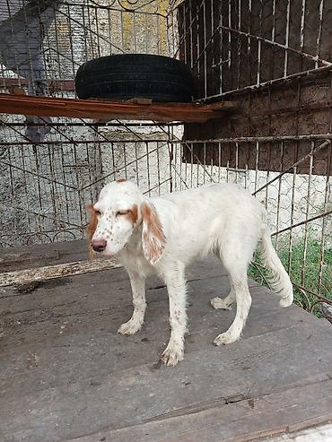 bala dana: Ov iti – İngilis setter tipli balaca - Cins: setter tipli ov iti - — 2