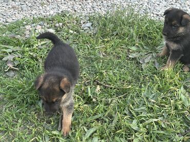 продажа щенков мопса: Немис овчаркасы, 1 айлык, Эркек, Эмделген, Ит тегин тастыктоочу документ