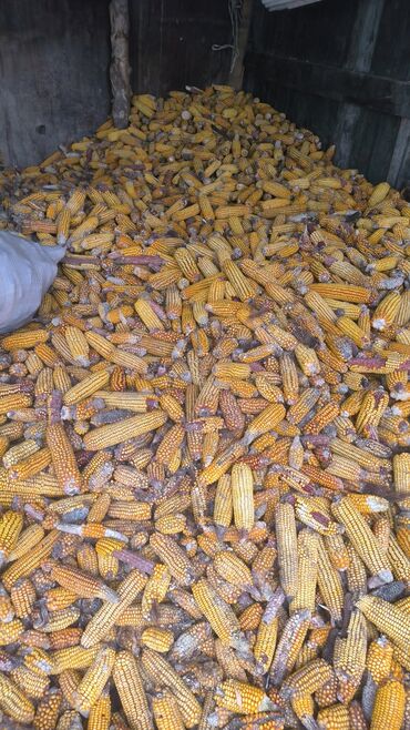 симина кукуруза: Местный сорт