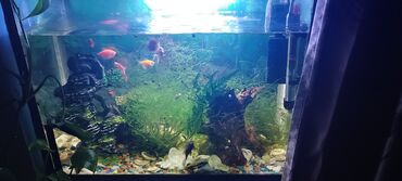 малек форели бишкек: Продаю аквариум с жителями много рыбок и есть сомы