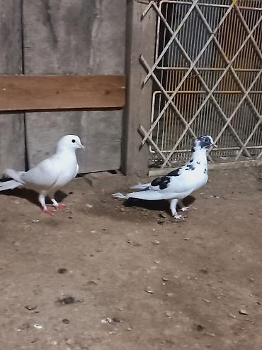 Məhsul: Ev göyərçinləri (cüt) Təsvir: - Rənglər: biri tam ağ, digəri