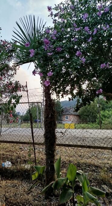 Şitillər: Həyət və bağ sahələri üçün palma ağacı. Həyətinizə təbiilik və
