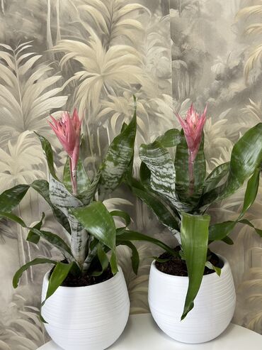 Горшки для растений: 💐Живые комнатные растения, придающие вашему дому особую уютную at lalafo.kg — 3 Горшки для растений: 💐Живые комнатные растения, придающие вашему дому особую уютную — 3