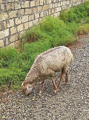 sarı dana: 6 baş qoyundu tam sağlamdırlar, qurd və kəpənək dərmanı verilib. Həm — 3
