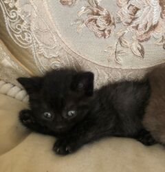 щенок в добрые руки: Отдаются бесплатно домашние 2 месячные котята. Только в добрые и