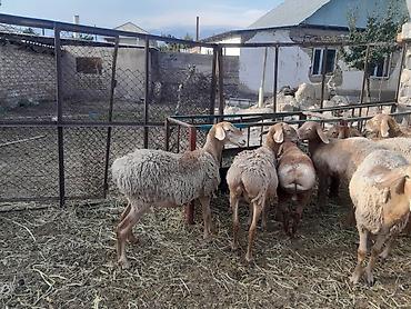 продаю животных: Продаю | Овца (самка) | Арашан | Для разведения | Племенные — 2