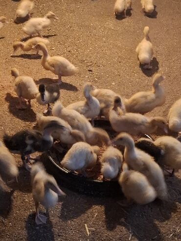 Ördəklər: 107 dene yawil baw ordek 23 gunukdu 3 .70 1 densi cem satlir unvan — 2