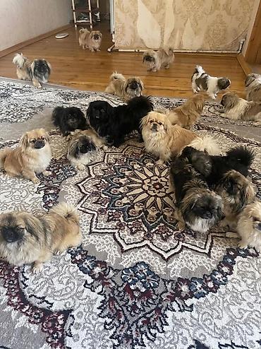 sumqayitda it satisi: Pekines, 6 ay, Peyvəndli, Rayonlara çatdırılma — 1