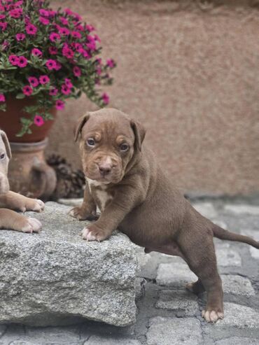 kreveti za kuce: Vrhunski štenci American Bully XL dostupni za prodaju. Krvna linija