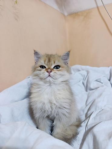 Продажа кошек: Скотиш Страйт (Шотландская прямоухая), 3 месяца, Мальчик, Золотая шиншилла, Проглистована, Приучена к лотку — 3