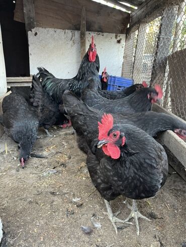 британский черный кот: Курица, Australop, Для разведения