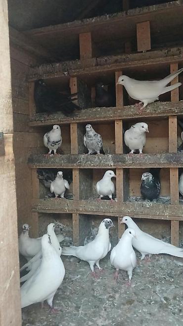 goyercinler: Salam qiymətdə razılaşma olacağ xaricə getdiyim üçün təcilli satılır — 8