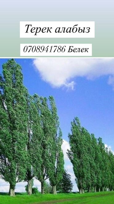 гортензия купить: Саженцы деревьев: Тополя