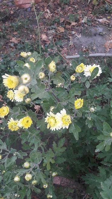 Гортензия: Гортензия БЕЛАЯ садовая. Крупные БЕЛЫЕ шары с футбольный мяч — 15