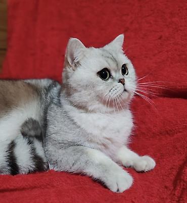 шатланские котята: Скотиш Страйт (Шотландская прямоухая), 2 года, Мальчик, Серебристая шиншилла, Приучена к лотку, Проглистована, С прививками — 9