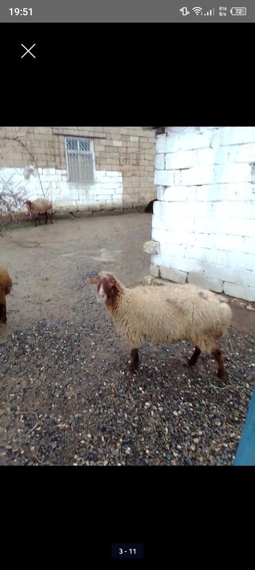 Qoyunlar, qoçlar: 3 qoyun 1 quzu satılır biri ana baladir dişi bala ilə kom 1.150 — 17