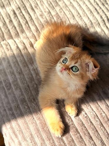 Pişiklər: Şotland yastı qulaq — 22