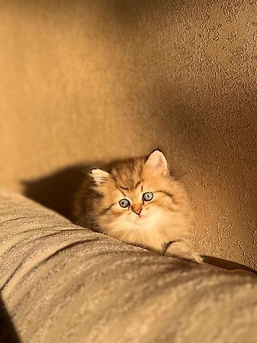 Pişiklər: Britan — 11