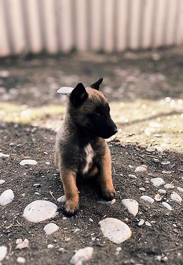 Продажа собак: Бельгийская овчарка, 2 месяца, Самка, С прививкой — 2