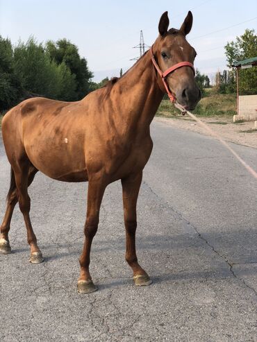 жылкы сатып алам: Продаю | Жеребец