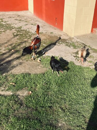 Yumurta: Heyratı yumurtaları satılır Sosyet cinsi fərələrdi — 7