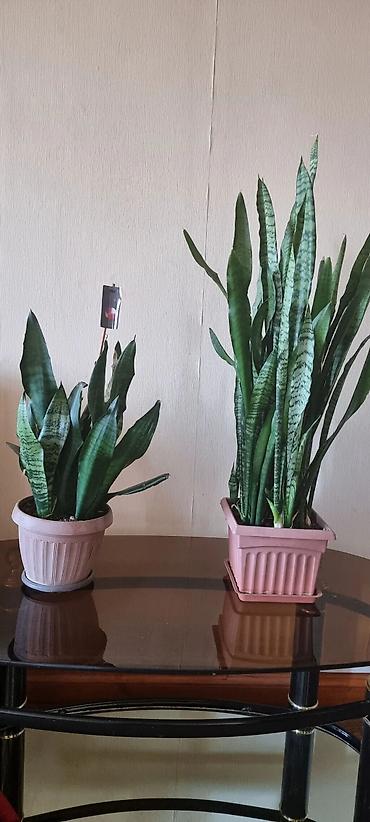 Детские ходунки: Декор Много всего разного от книг до комнатных растений Посуда бутыль — 19