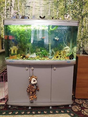 Аквариумы: Заводской аквариум на 250 литров, полностью укомплектован с рыбками и — 9