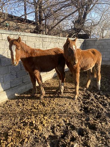 Лошади, кони: Продаю | Жеребенок | Полукровка | Рабочий — 1