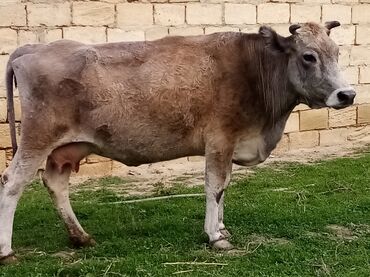 Inəklər, öküzlər: Salam südverən İNƏK. 6.7 LİTİR SÜD VERİR YAĞLI SÜDÜ VAR DİŞlİ CAVAN -da lalafo.az — 1 Inəklər, öküzlər: Salam südverən İNƏK. 6.7 LİTİR SÜD VERİR YAĞLI SÜDÜ VAR DİŞlİ CAVAN — 1
