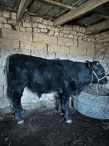 продажа домашних животных: Продаю | Бык (самец) | На откорм | Привязанные — 4