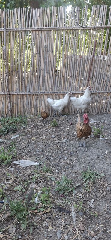 setter it cinsinin digər adı: Toyuq, Australorp, Damazlıq, Ödənişli çatdırılma, Rayonlara çatdırılma, Ünvandan götürmə