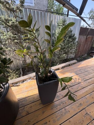 газонная трава цена: Продаю комнатные цветы так как не хватает времени за ними ухаживать