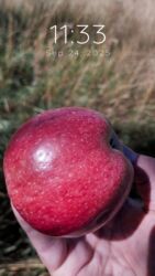 коробки для яблок бишкек: Алмалар Превосход