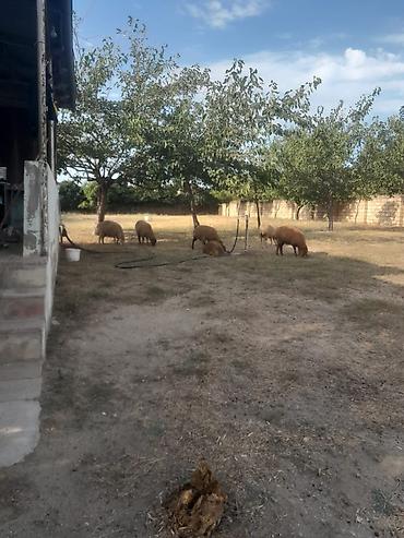 qoyun sekilleri: Salam 6 dene quzular satılır.bordaglig damazlıqa yaralıdır.real alıcı — 2