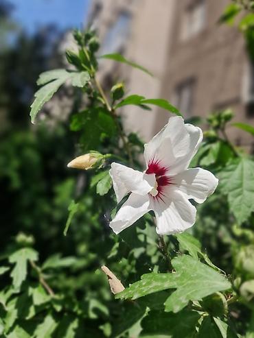 сирийский: Сирийский гибискус (Hibiscus syriacus) — декоративный листопадный — 1