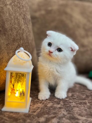 Pişiklər: Şotland, Erkək, Dişi, Cütləşmə üçün, Ünvandan götürmə, Pulsuz çatdırılma, Ödənişli çatdırılma — 1