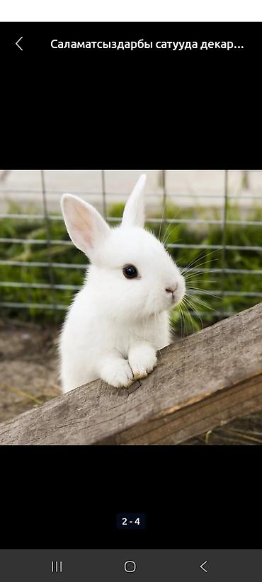 Декоративные кролики: Белые декоративные кролики - Окраc: полностью белый, у части малышей — 2