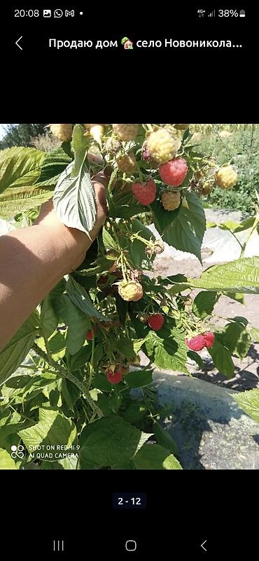 Продажа коттеджей и домов: Продаётся дом с участком в селе Новониколаевка. Описание участка: - — 4