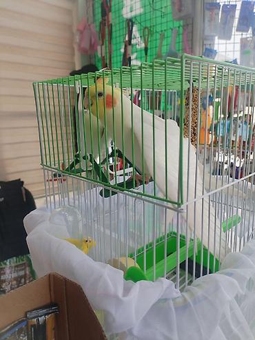 Digər quşlar: Corella rucnoydu tecili satilir — 8