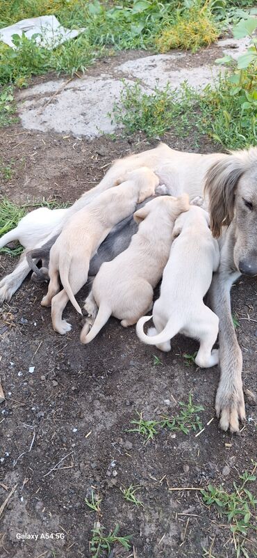 животные собаки: Тайган кучуктор сатылат 3 ургачы калды 3000 сомдон