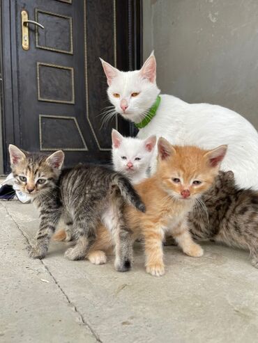 Pişiklər: Türk anqora -da lalafo.az — 10 Pişiklər: Türk anqora — 10