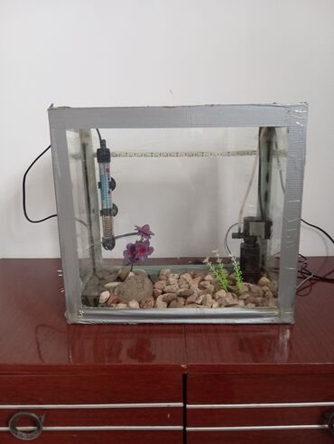 вольер для кота: Akvarium satilir her şeyi ustunde filtiri qizdiricisi isigida var