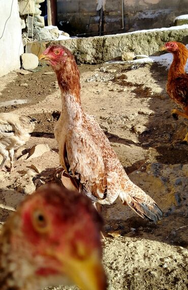 cins xoruz harda banlayar: Bu, uzun boyunHeyratılar satılırlu və möhkəm bədən quruluşuna malik